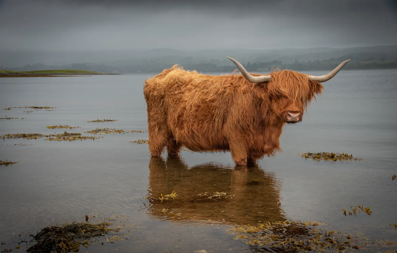 Photo wallpaper water, nature, cattle