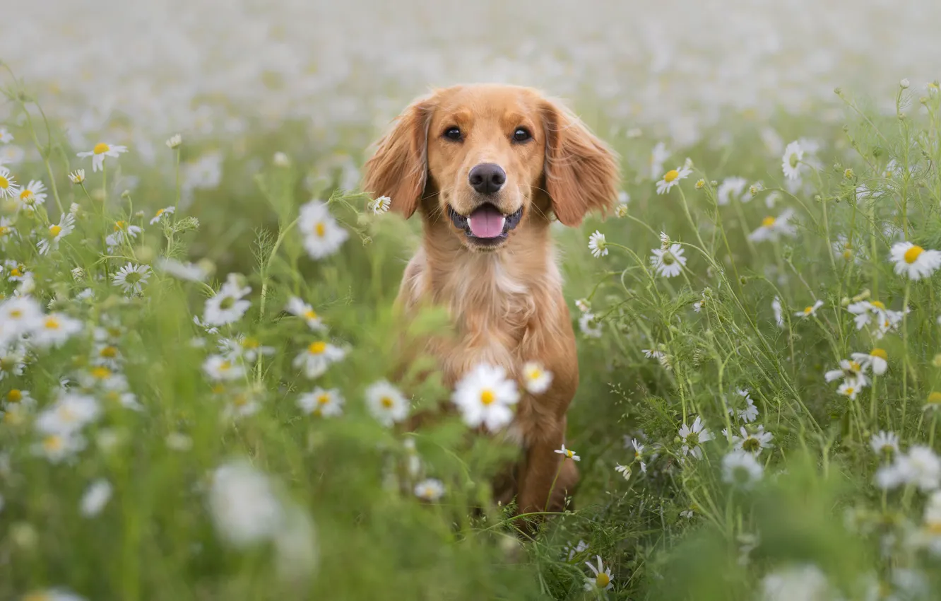 Photo wallpaper field, language, summer, look, flowers, pose, chamomile, dog