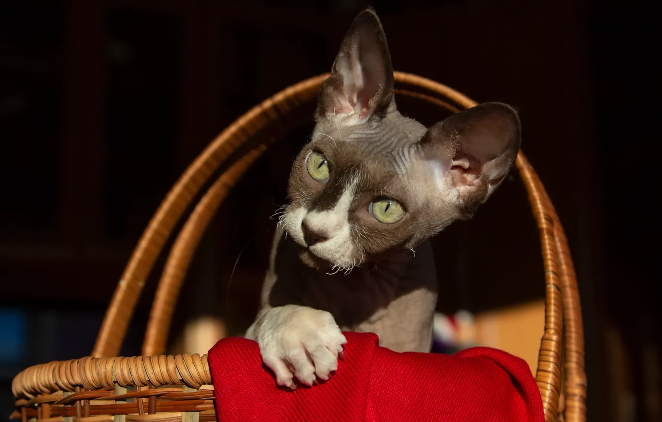 Photo wallpaper cat, animal, basket, Sphinx, Tatiana Fedenkova