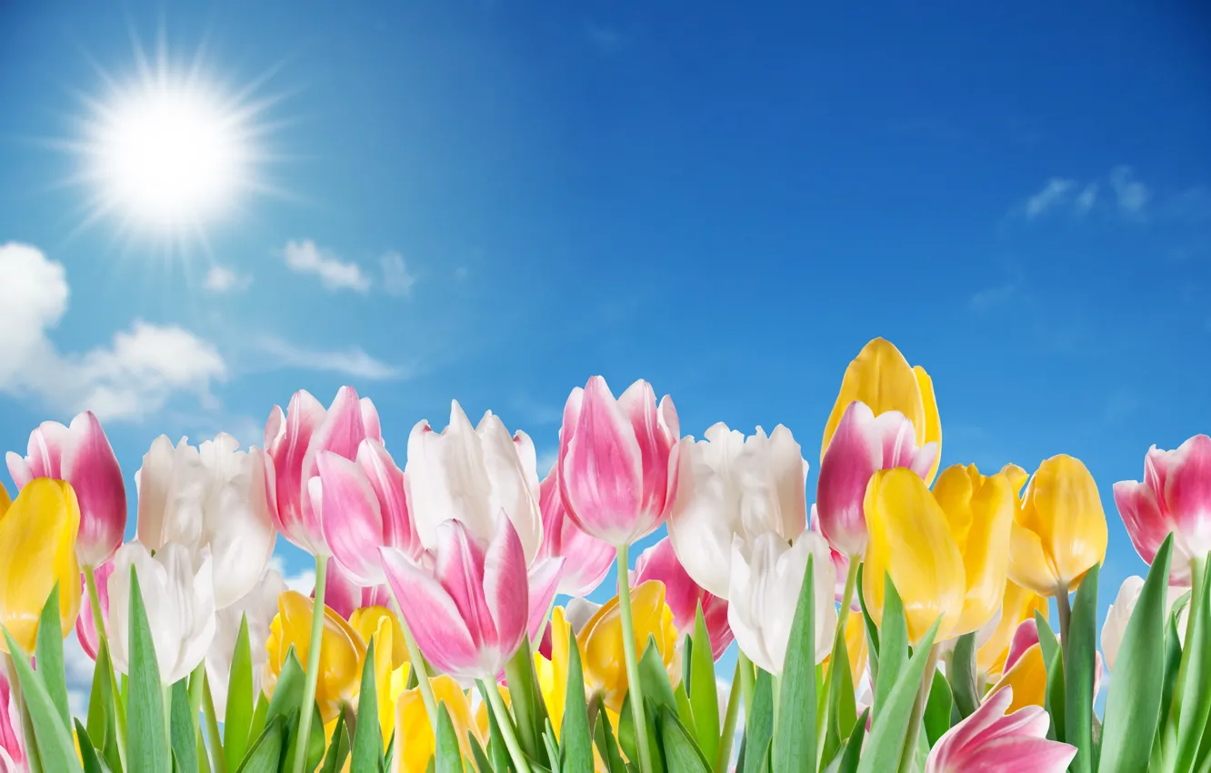 Photo wallpaper clouds, flowers, tulips, buds, flowering