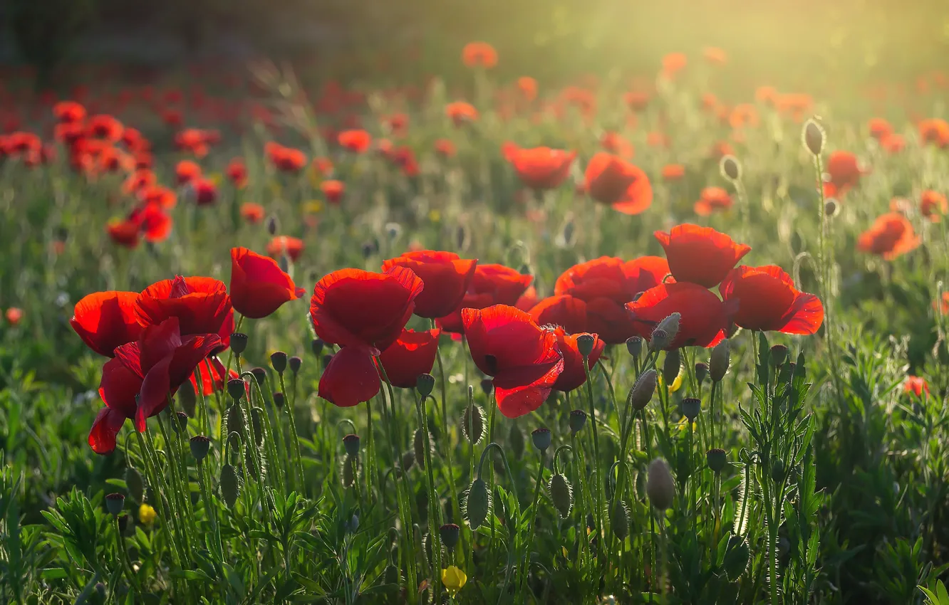 Photo wallpaper field, summer, flowers, red, glade, Mac, Maki, meadow