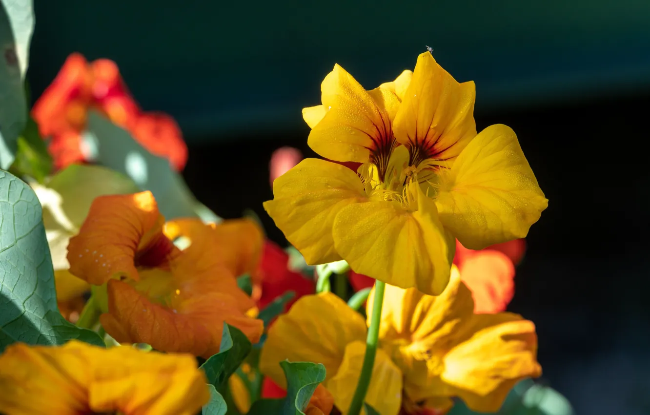 Photo wallpaper drops, light, flowers, yellow, green background, nasturtium