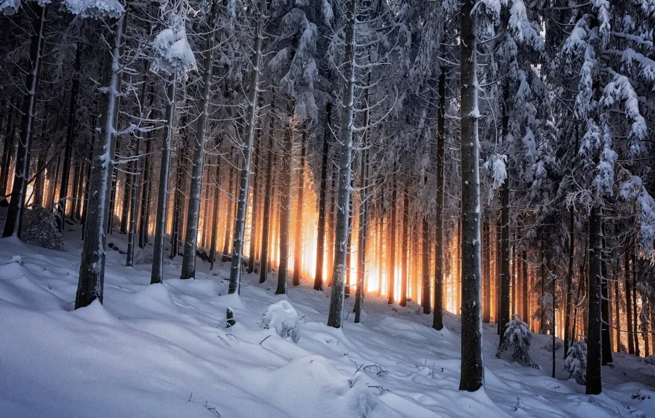 Photo wallpaper winter, forest, snow, trees, landscape, nature, drift, forest