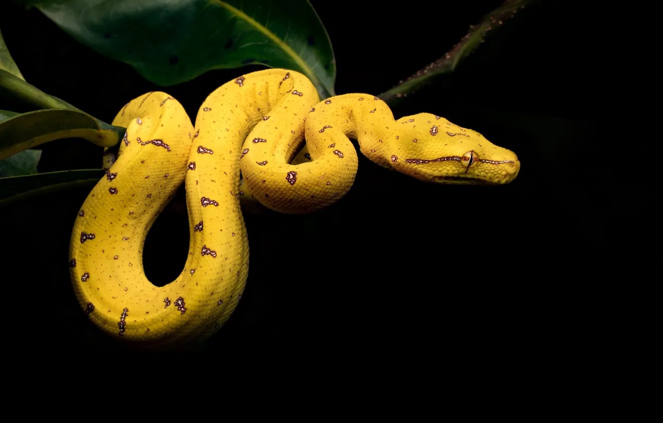 Photo wallpaper night, snake, black background, hanging, yellow snake
