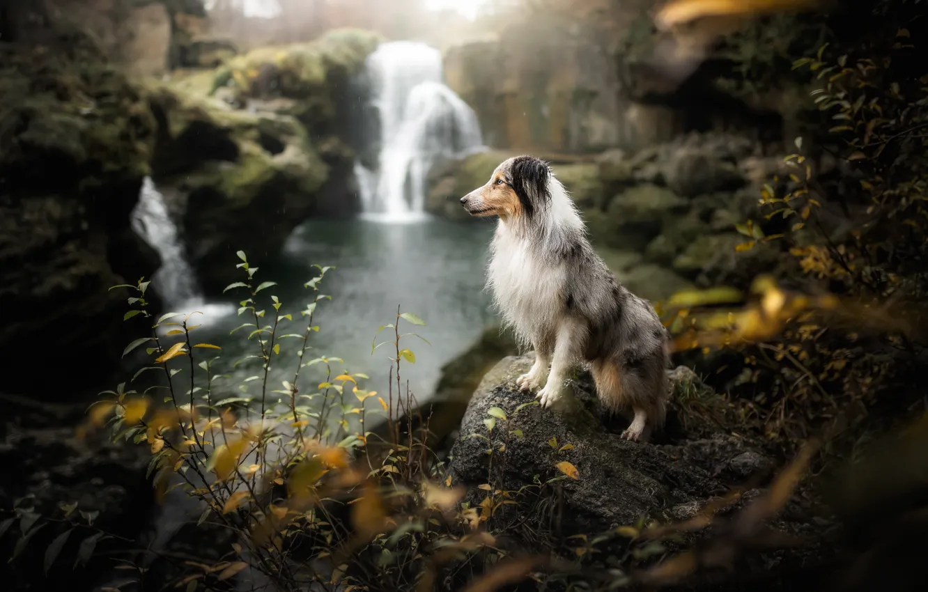Photo wallpaper autumn, nature, lake, rain, waterfall, dog, Australian shepherd, Aussie