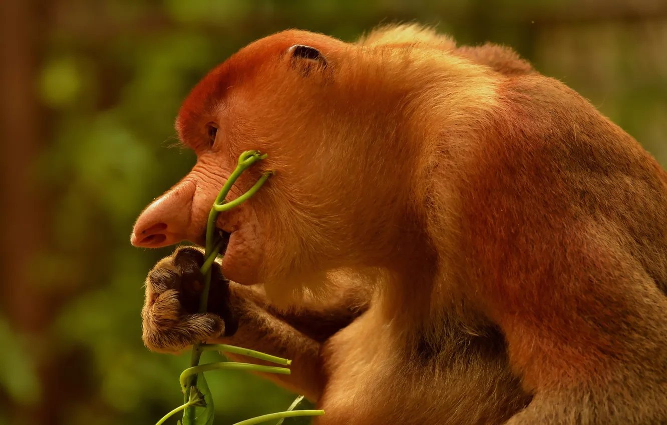 Photo wallpaper nature, background, A male proboscis monkey