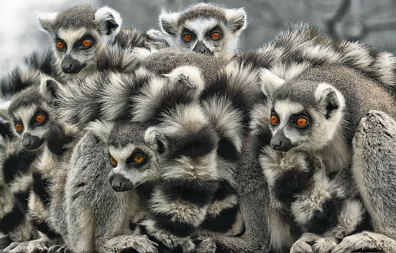 Photo wallpaper white, black, Lemur