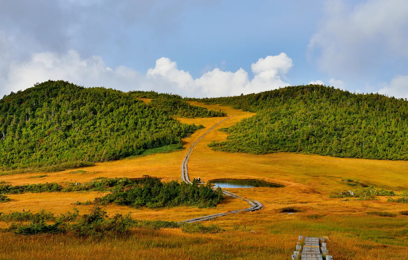 Photo wallpaper the sky, grass, trees, mountains, lake, track
