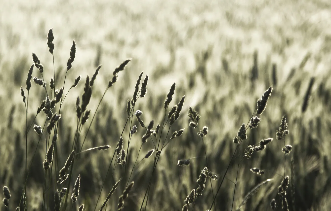 Photo wallpaper field, macro, nature, photo, spikelets, ears, pictures desktop widescreen