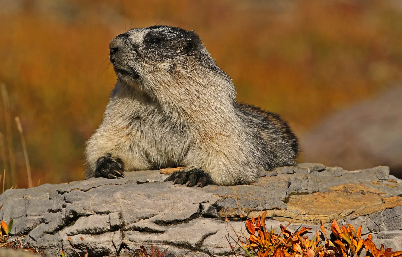 Photo wallpaper posing, bark, marmot, rodent, Hoary marmot