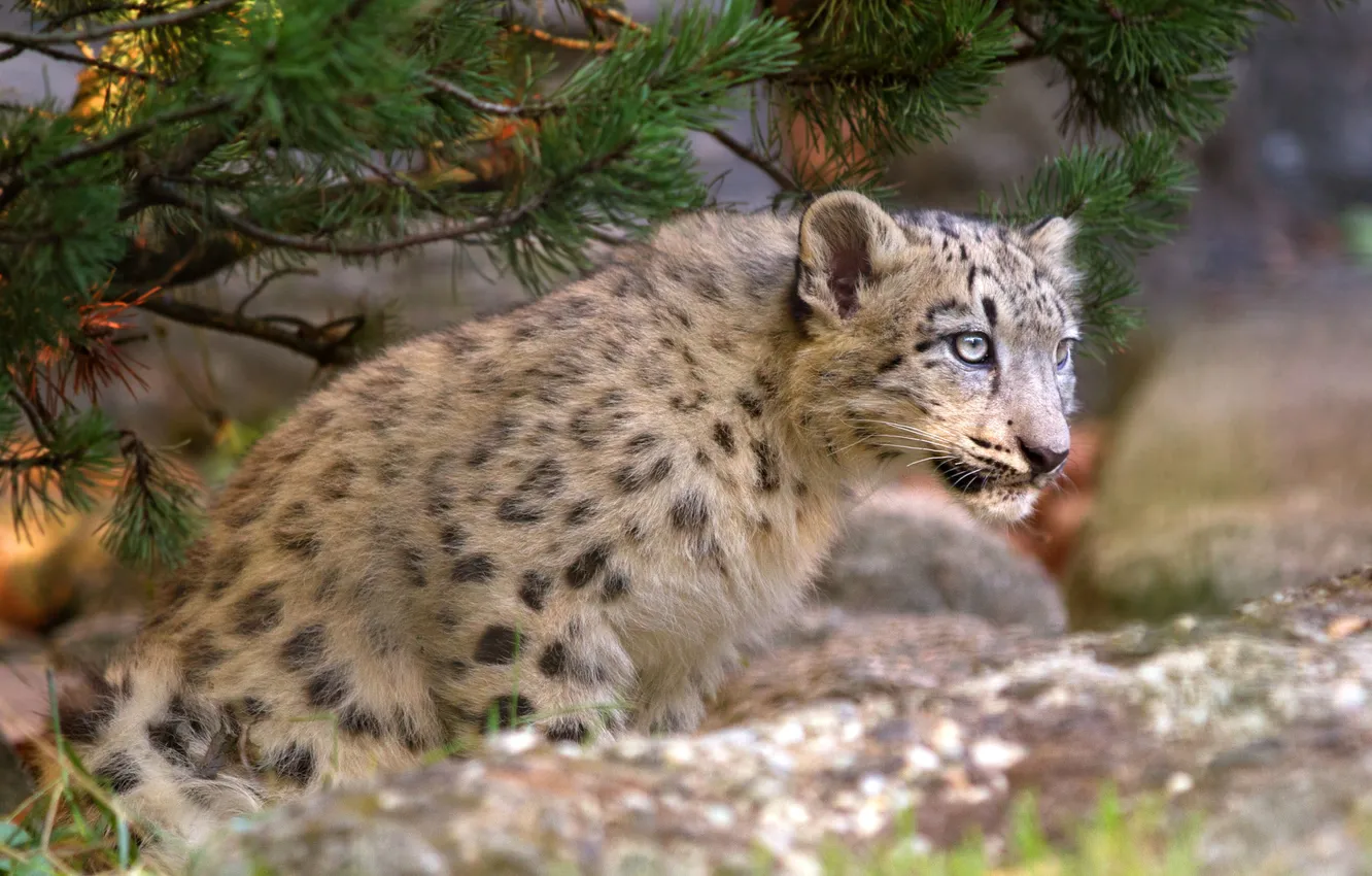 Photo wallpaper cat, branches, IRBIS, snow leopard, cub, kitty, pine