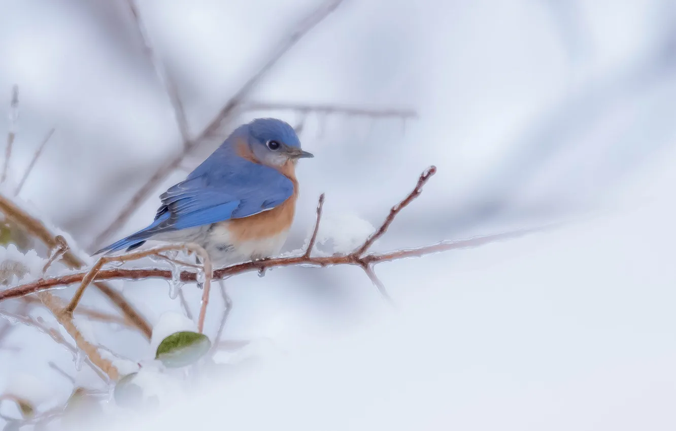 Photo wallpaper winter, branches, bird, paint, feathers, East sialia