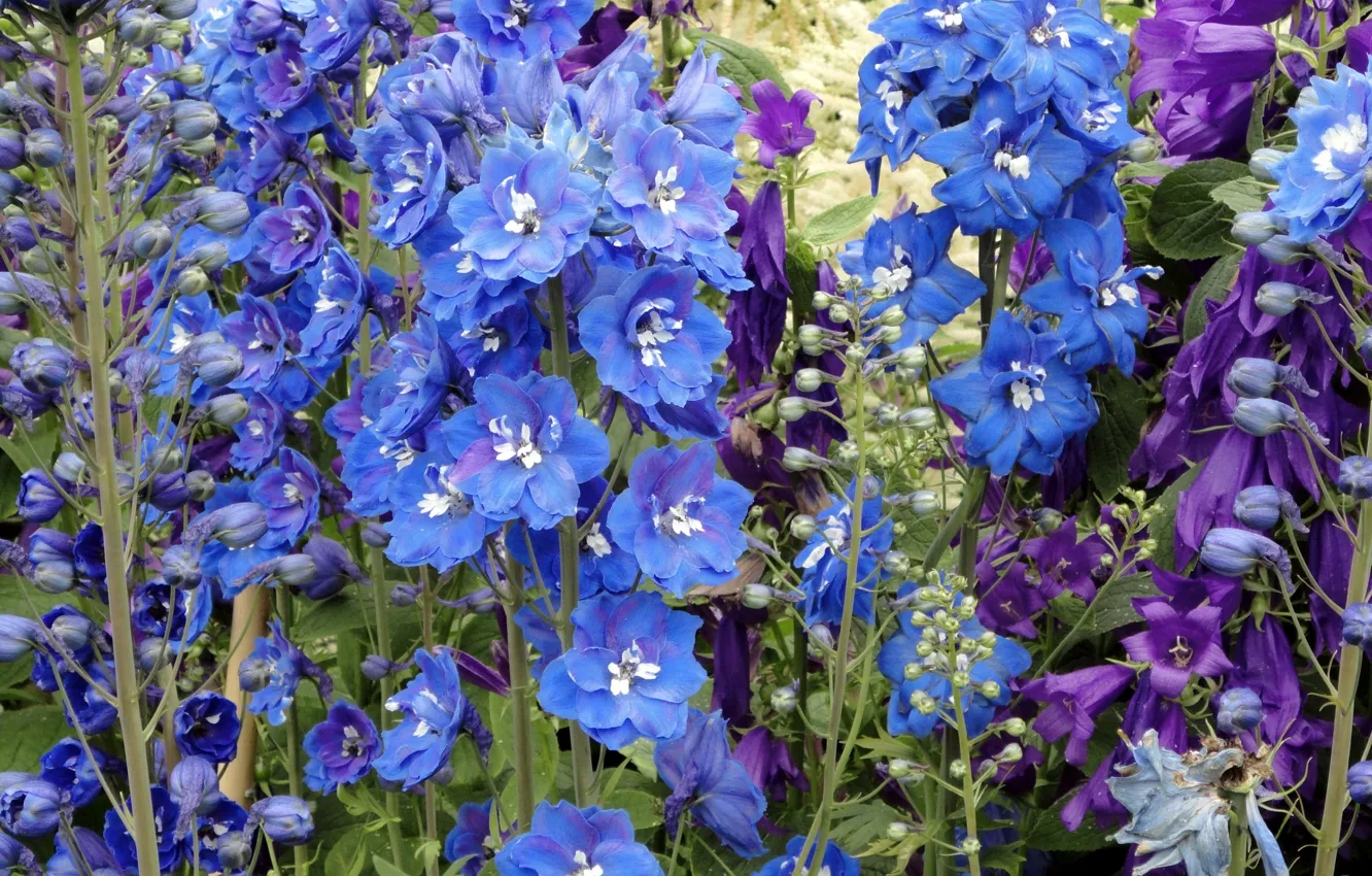 Photo wallpaper flowers, blue flowers, delphinium