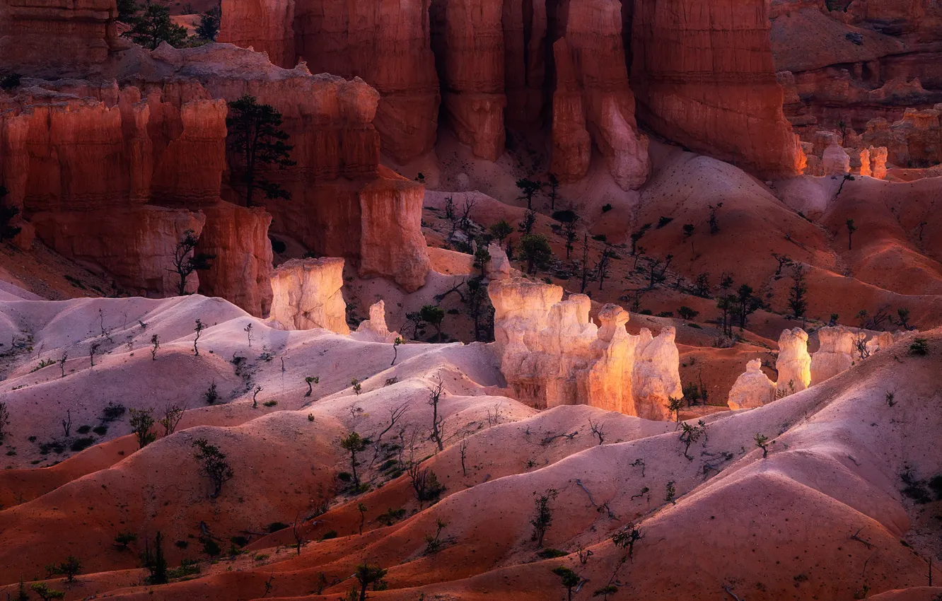 Photo wallpaper trees, canyon, trees, the ledge, canyon, ledges, Aidong Ning