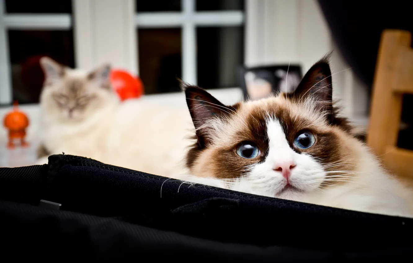 Photo wallpaper cat, cat, look, face, room, portrait, window, lies