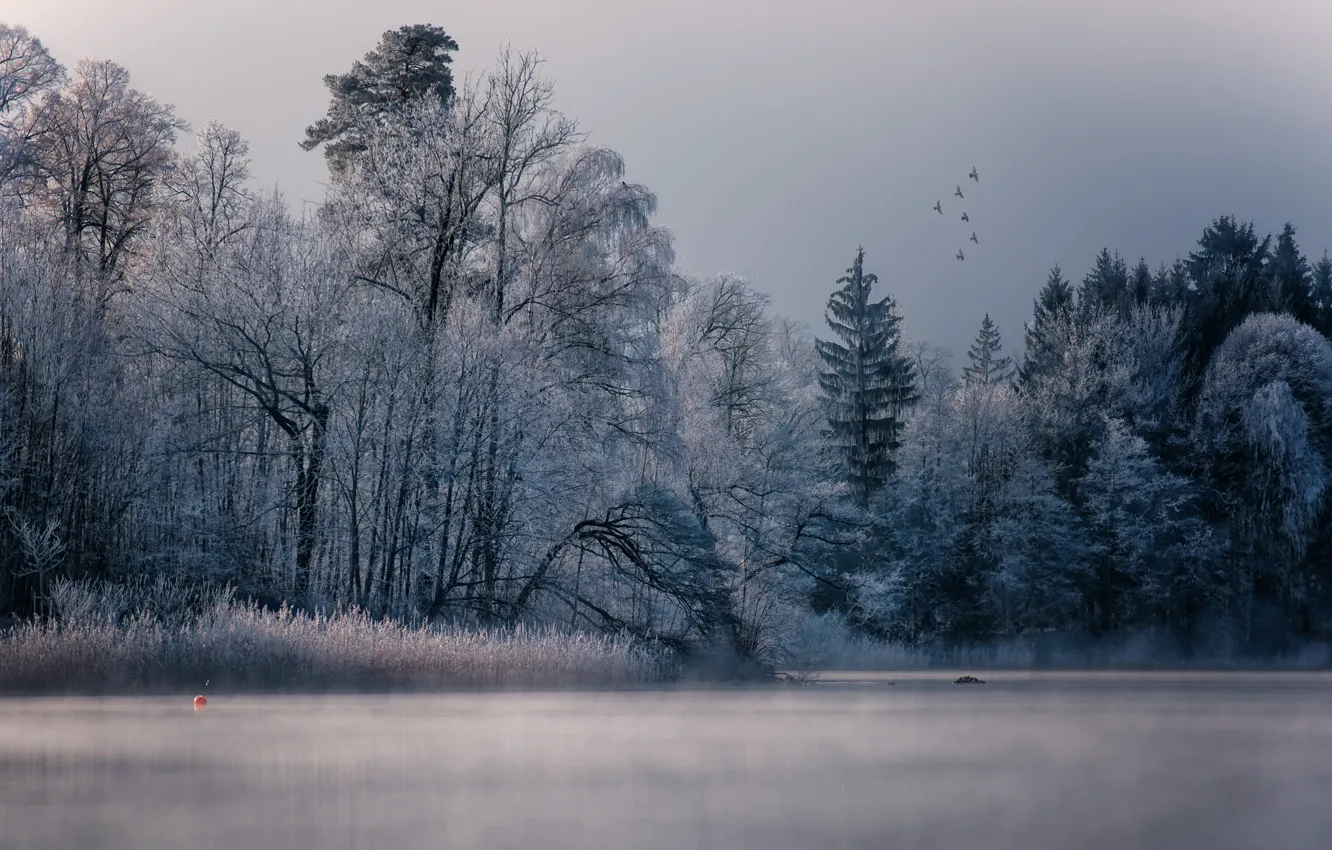 Photo wallpaper winter, lake, birds, fog