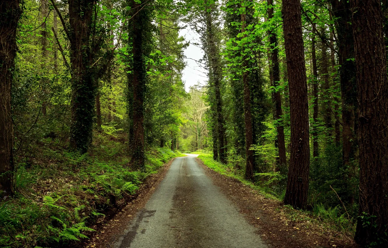 Photo wallpaper road, greens, forest, trunk, fern