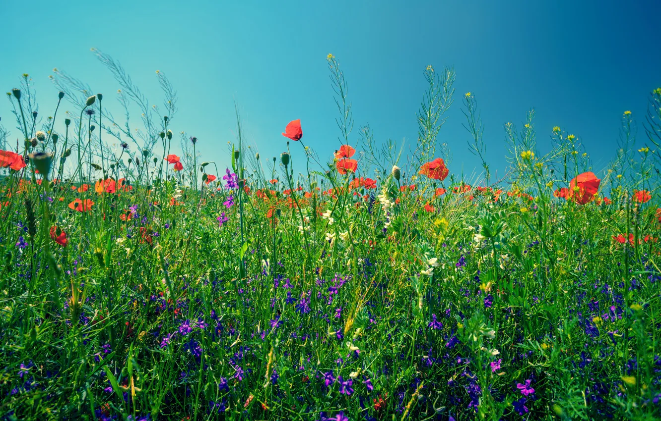 Photo wallpaper greens, field, summer, the sky, grass, the sun, flowers, Maki