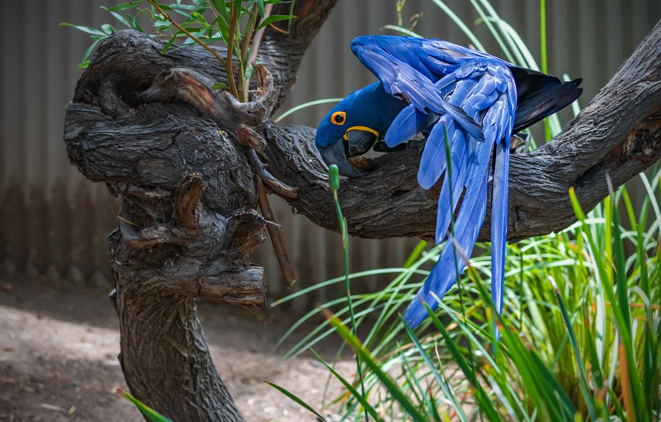 Photo wallpaper grass, blue, pose, tree, bird, wings, feathers, parrot