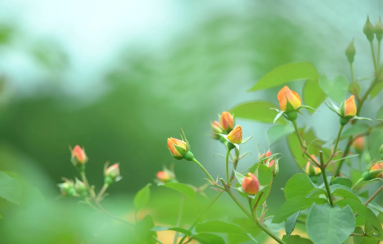 Photo wallpaper greens, macro, orange, nature, green, color, roses, blur
