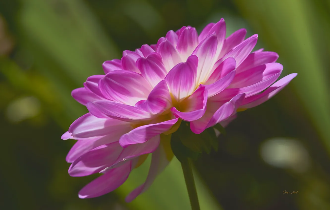 Photo wallpaper flowers, pink, dahlias