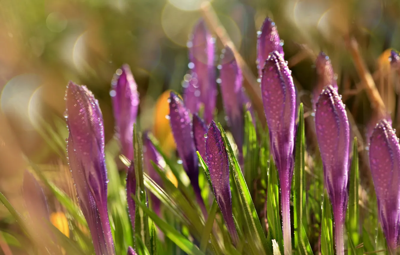 Photo wallpaper purple, drops, flowers, Rosa, glare, spring, crocuses