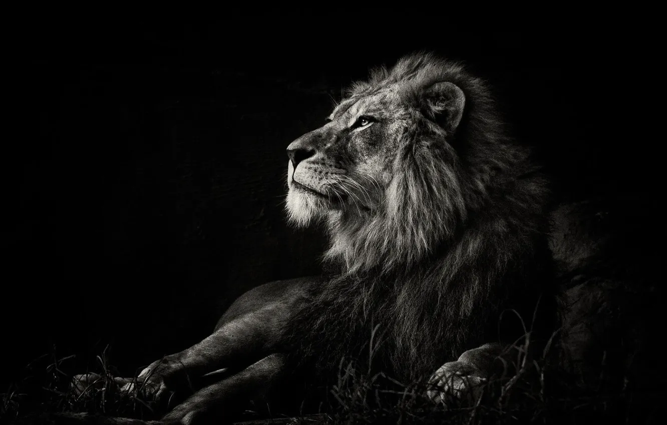 Photo wallpaper black, lion, black and white, wildlife, mammal, monochrome 1920x1080px (1080P) free download