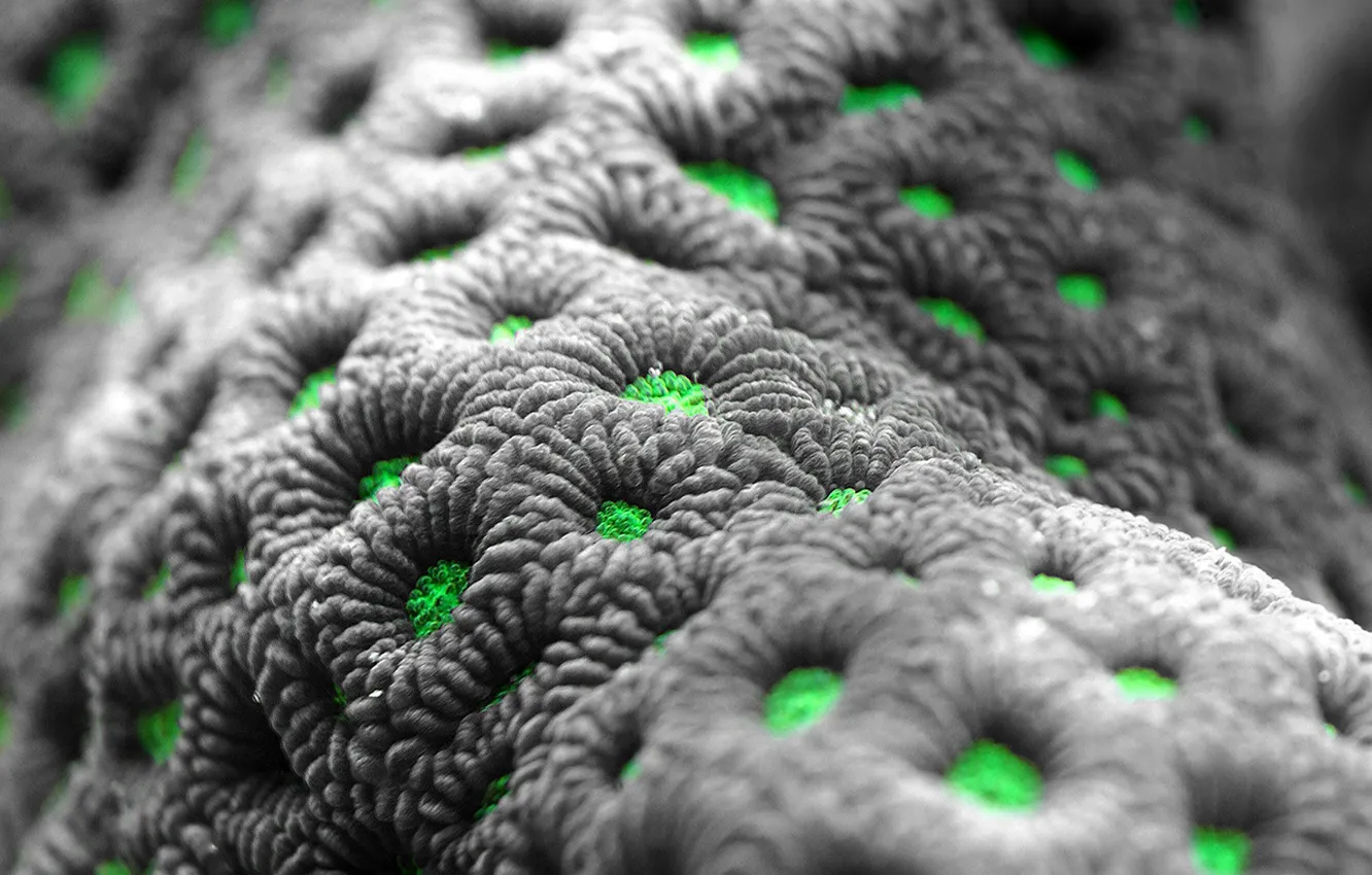 Photo wallpaper greens, green, Desktop