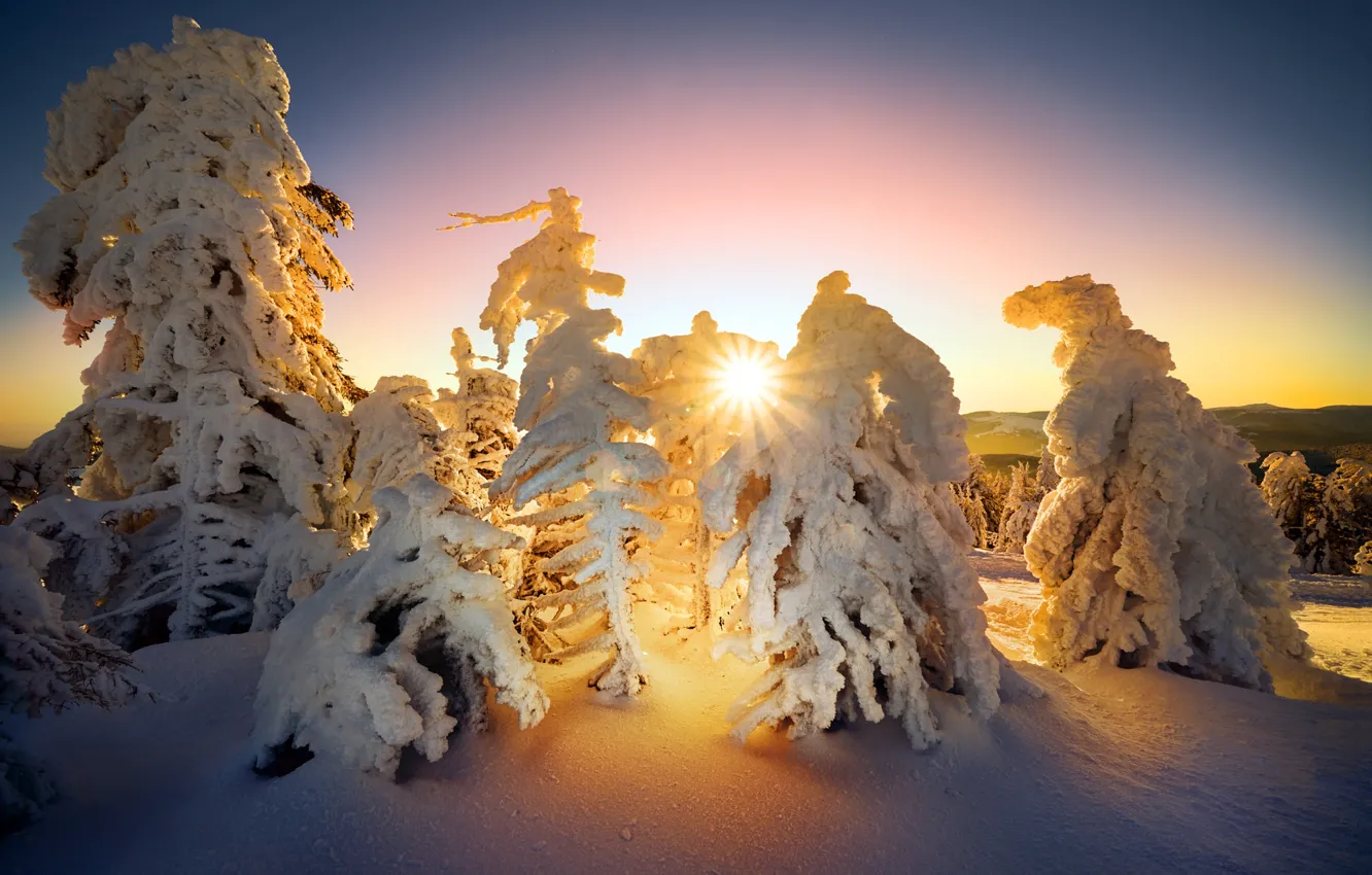 Photo wallpaper winter, forest, the sun, rays, light, snow, in the snow, ate