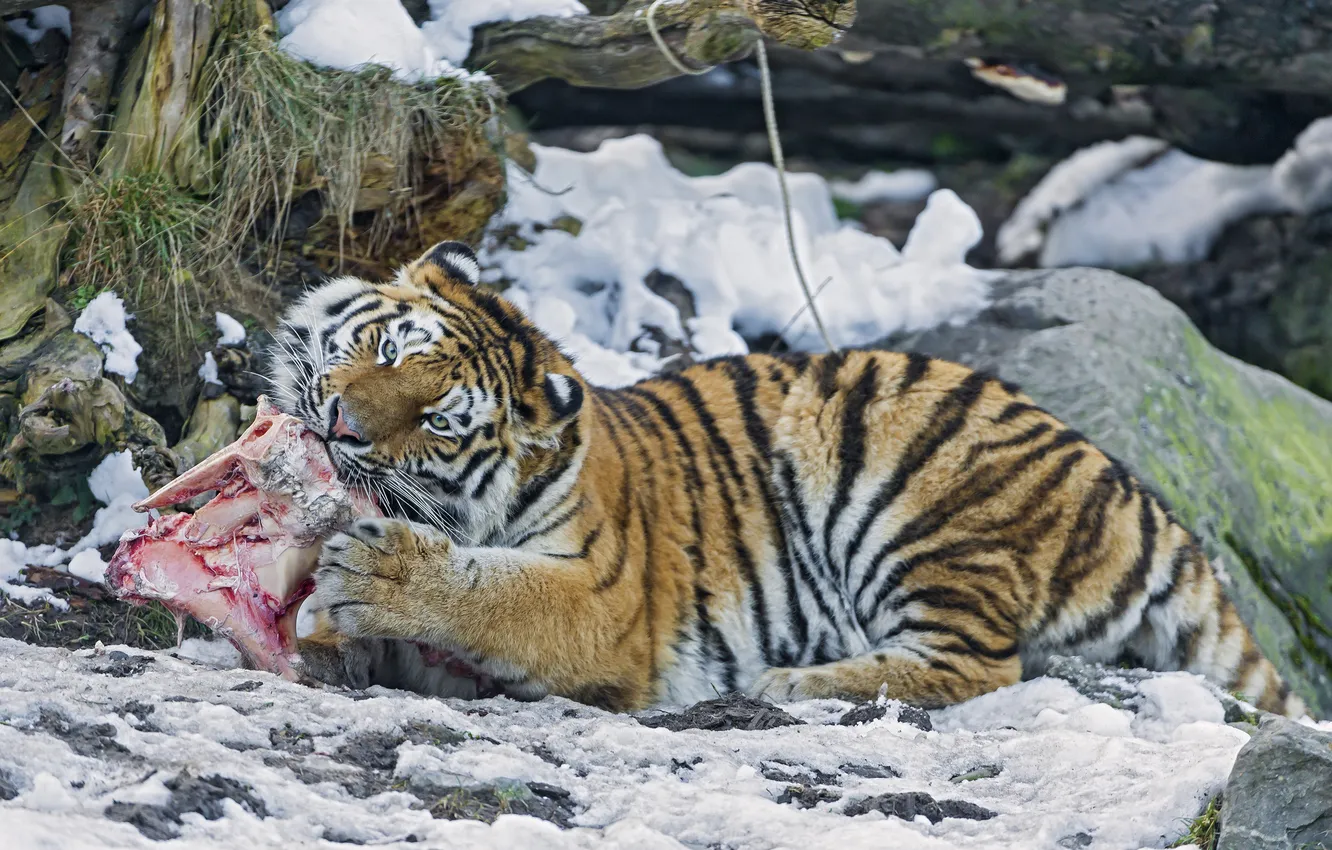 Photo wallpaper cat, snow, tiger, stones, predator, meat, the Amur tiger, ©Tambako The Jaguar