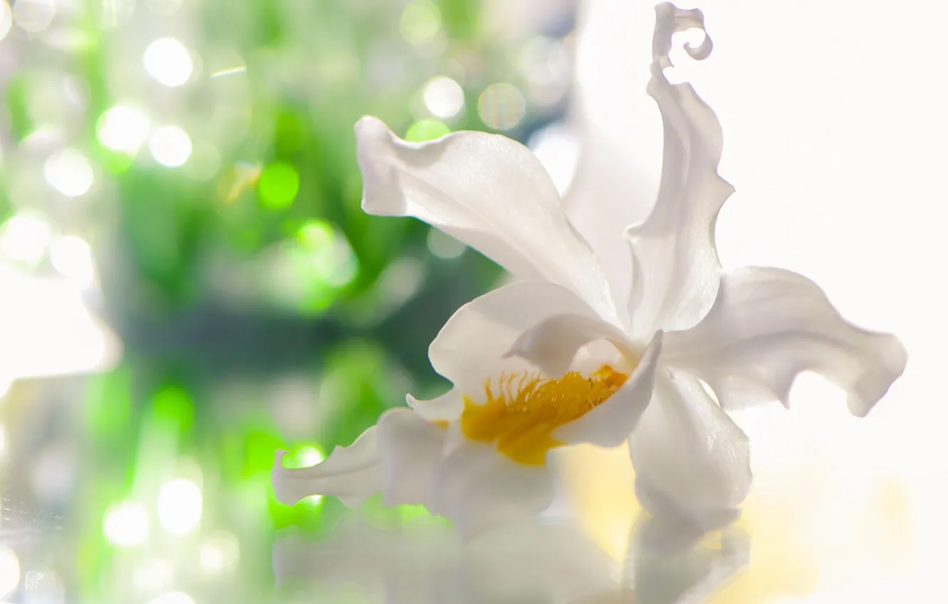 Photo wallpaper white, flower, Orchid