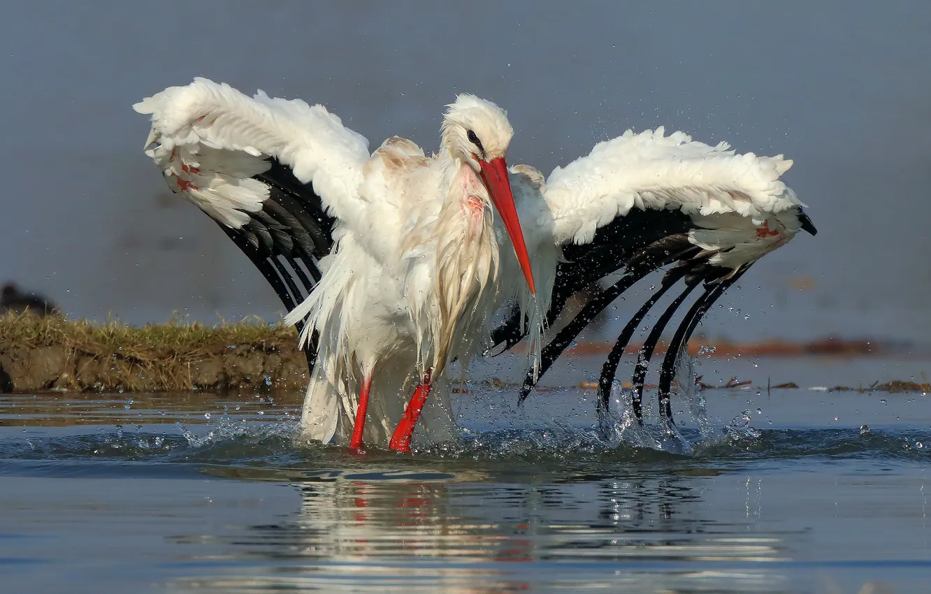 Photo wallpaper water, bird, stork