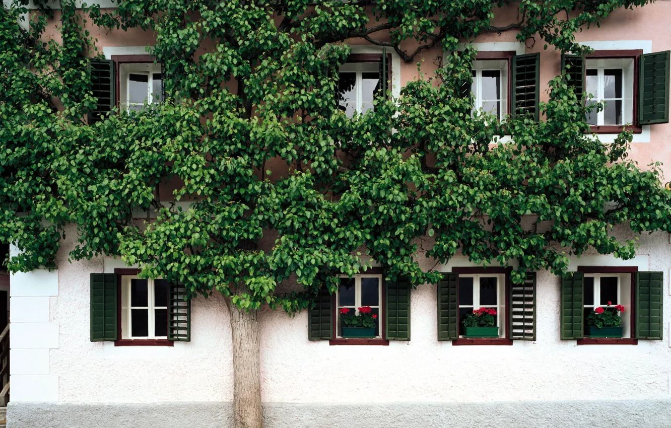 Photo wallpaper trees, flowers, street, home, window, shutters