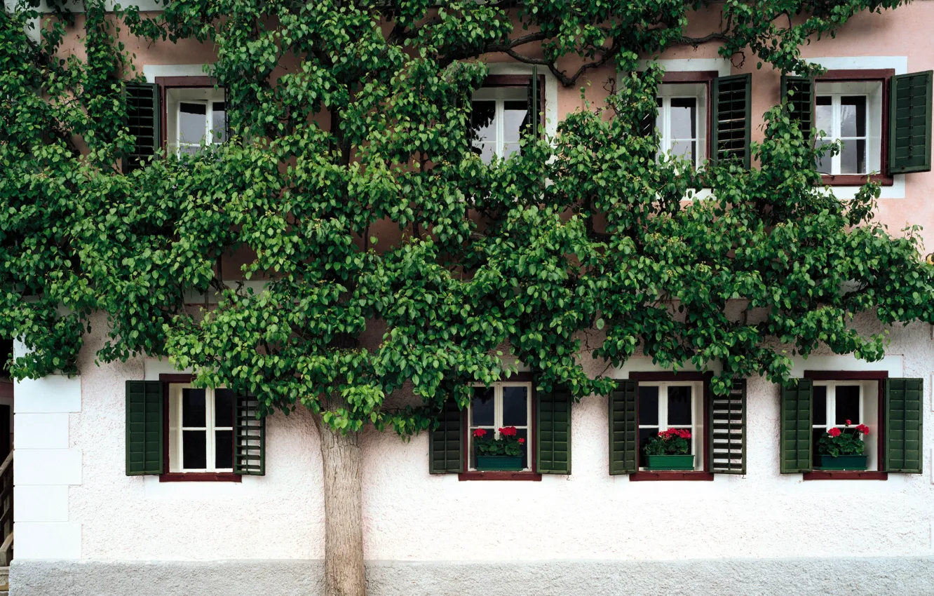 Photo wallpaper flowers, house, tree, street, Windows, shutters