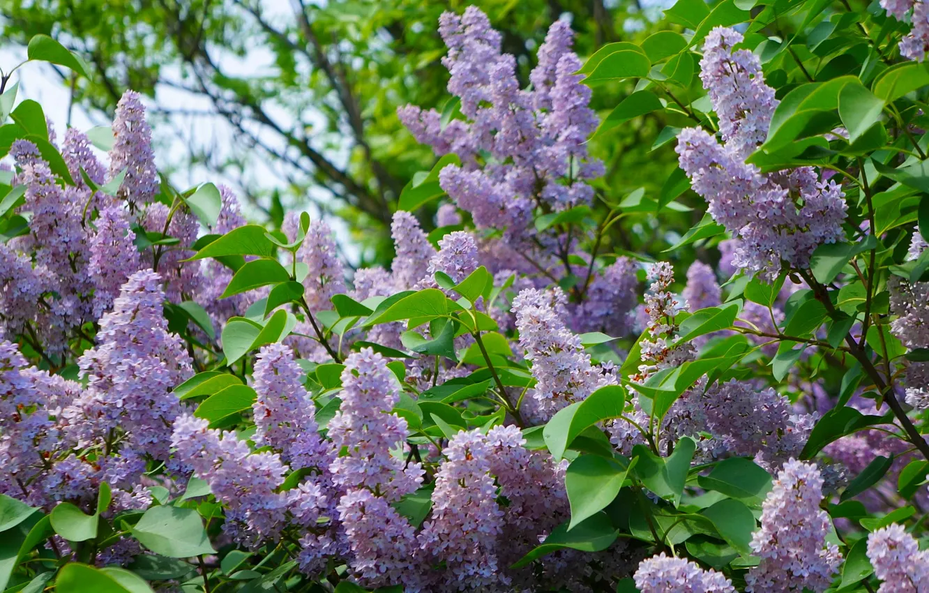Photo wallpaper flower, lilac, blooming