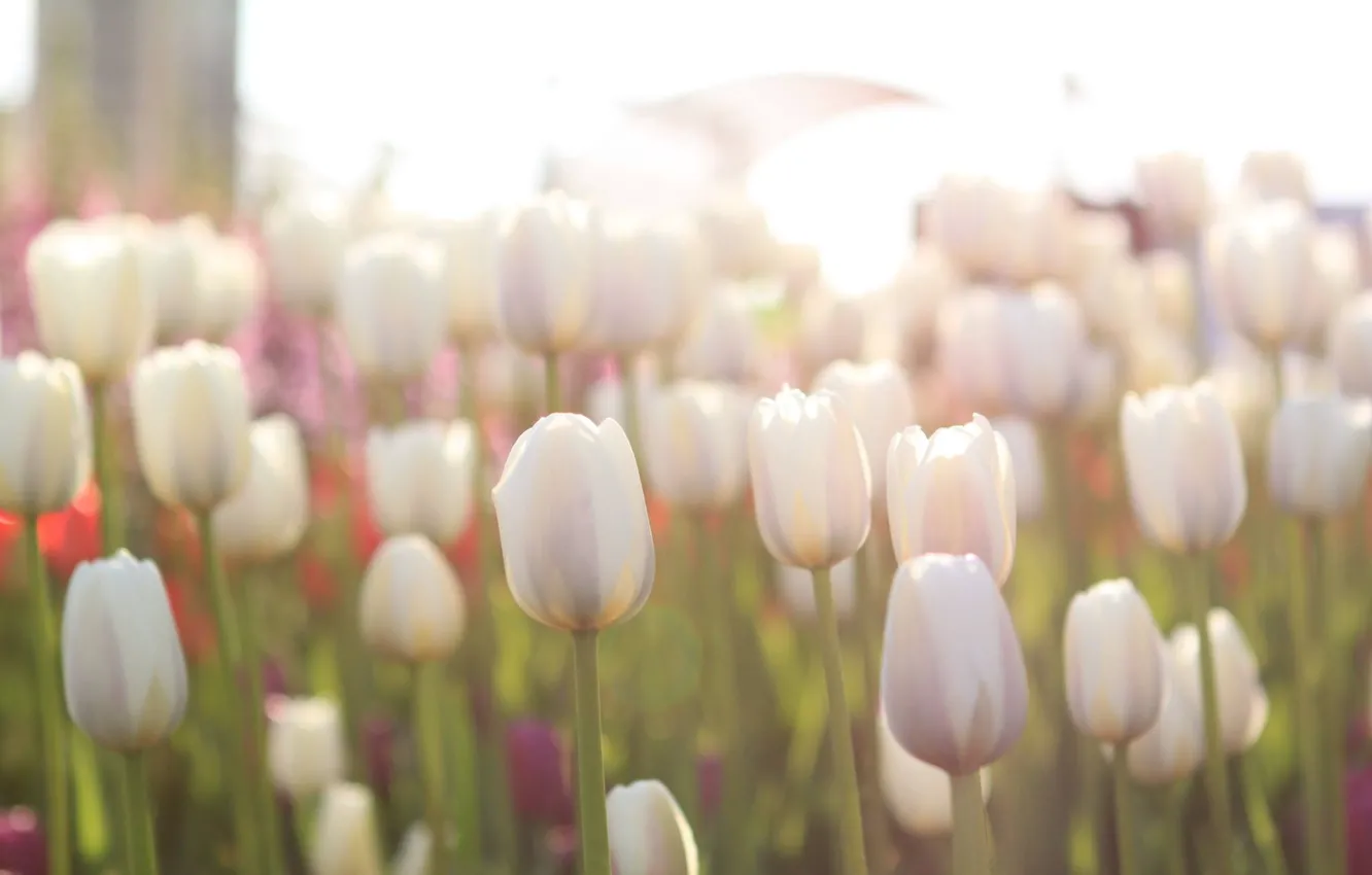 Photo wallpaper field, light, flowers, tulips, light, field, flowers, tulips