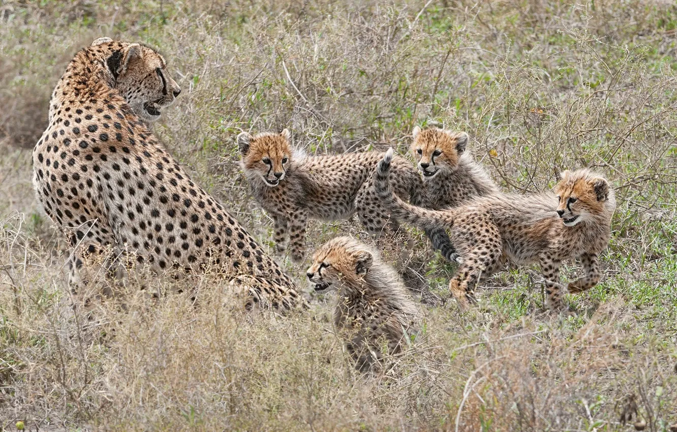 Photo wallpaper kittens, cheetahs, motherhood, family, cubs