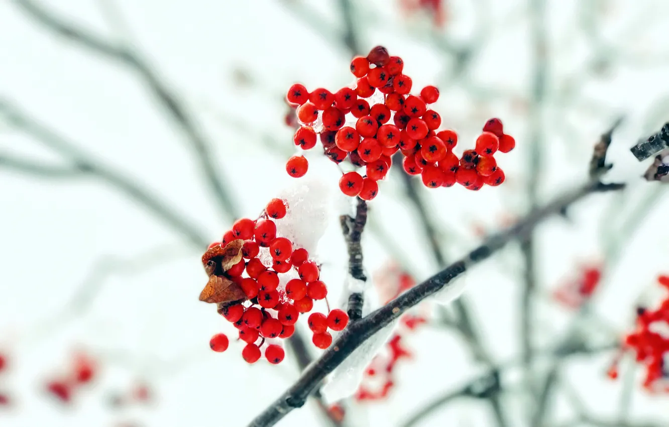 Photo wallpaper autumn, snow, berries, branch, Rowan