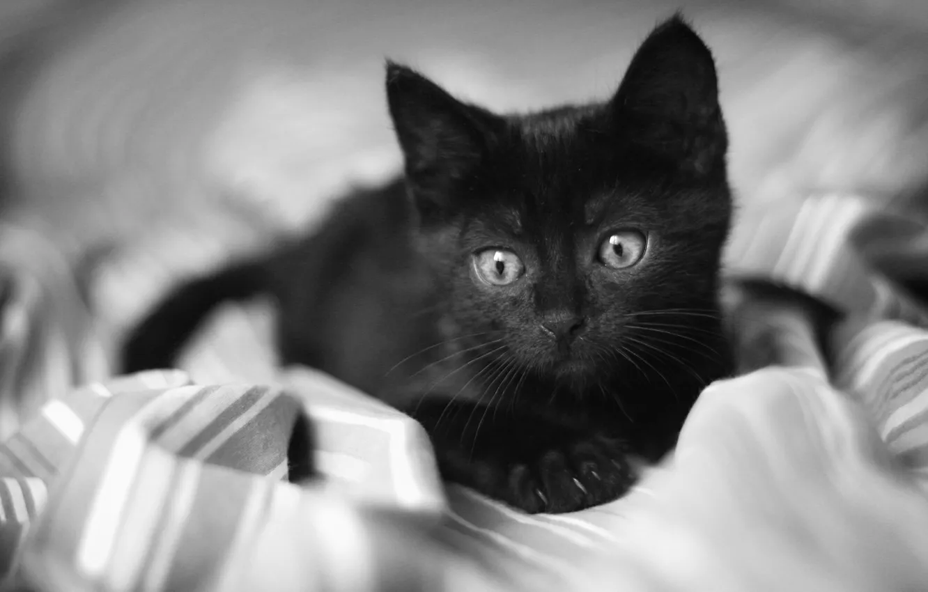 Photo wallpaper eyes, look, kitty, black, blanket, sad