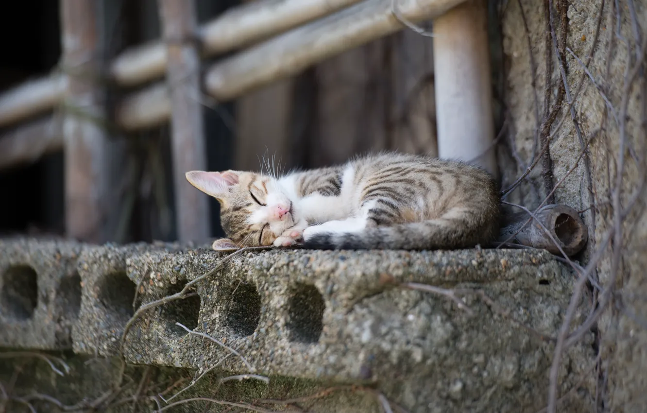 Photo wallpaper cat, the city, stick, sleeping, sill, concrete, codec