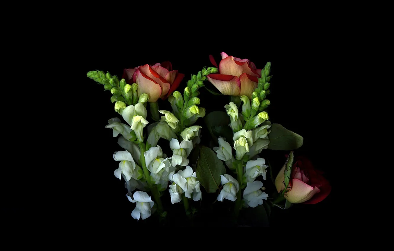 Photo wallpaper light, rose, shadow, bouquet, petals, stem