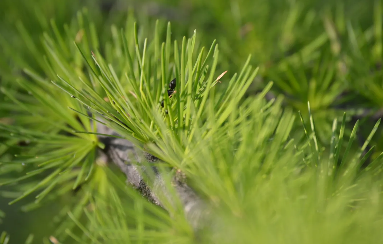 Photo wallpaper greens, macro, ants, larch