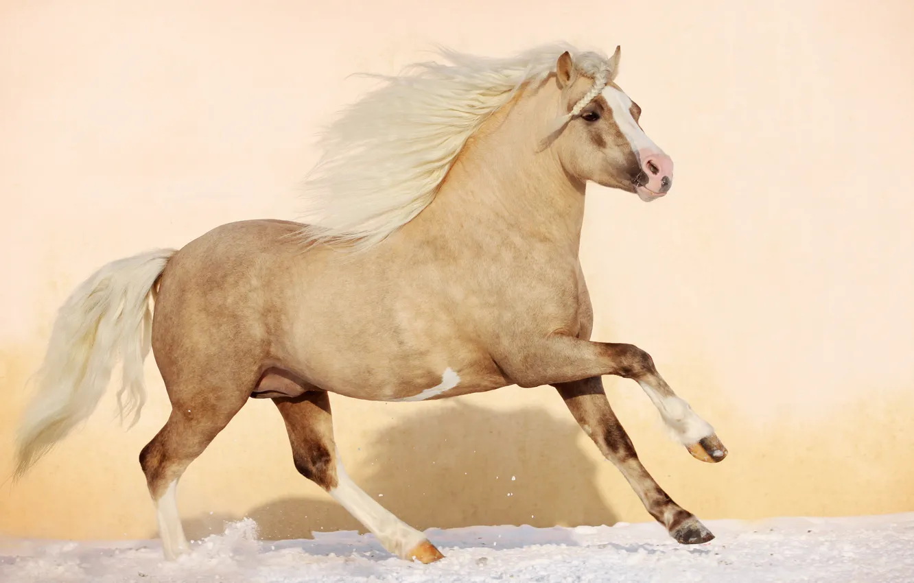 Photo wallpaper winter, snow, nature, animal, horse, horse, stallion, mane