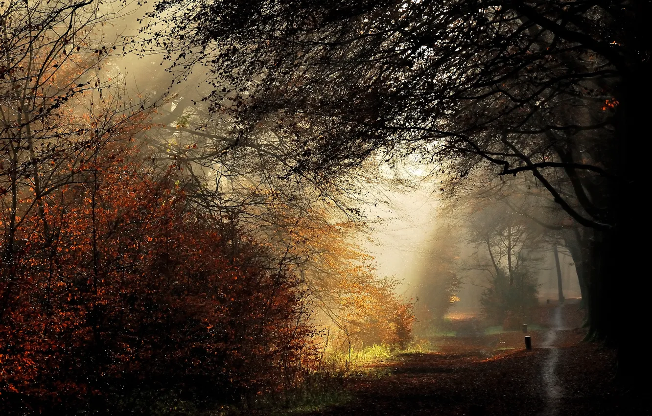 Photo wallpaper autumn, rays, trees, path, trees, nature, autumn, path