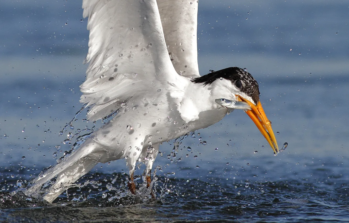 Photo wallpaper water, flight, squirt, nature, bird, fish