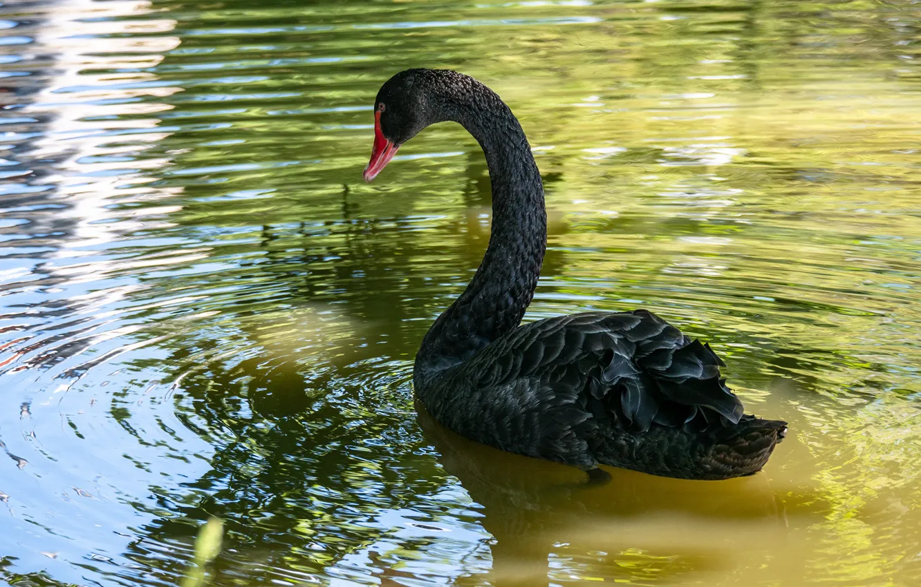 Photo wallpaper water, nature, black, bird, Swan