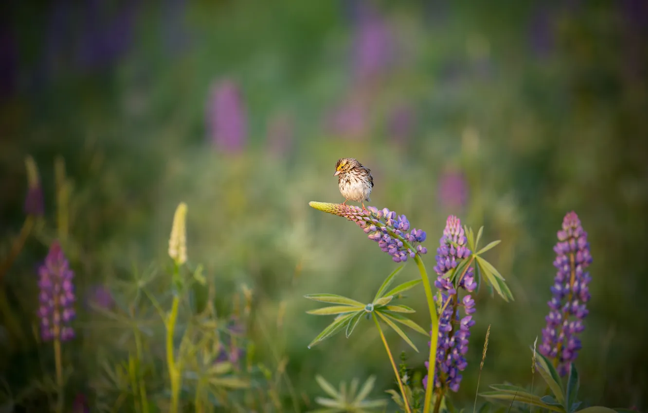 Photo wallpaper summer, flowers, bird, lupins, bird, whinchat