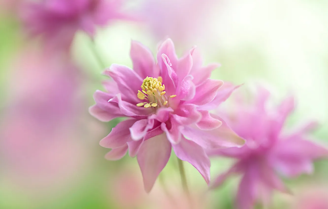 Photo wallpaper flowers, background, blur, pink, the catchment, Aquilegia