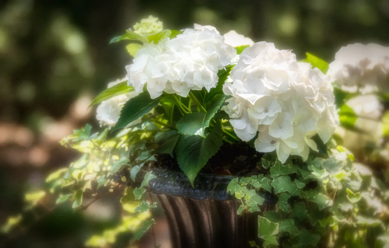 Photo wallpaper flowers, bouquet, blur, hydrangea