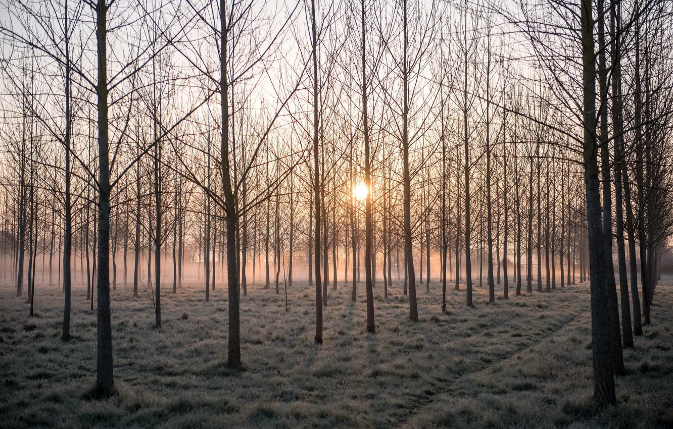 Photo wallpaper trees, fog, morning